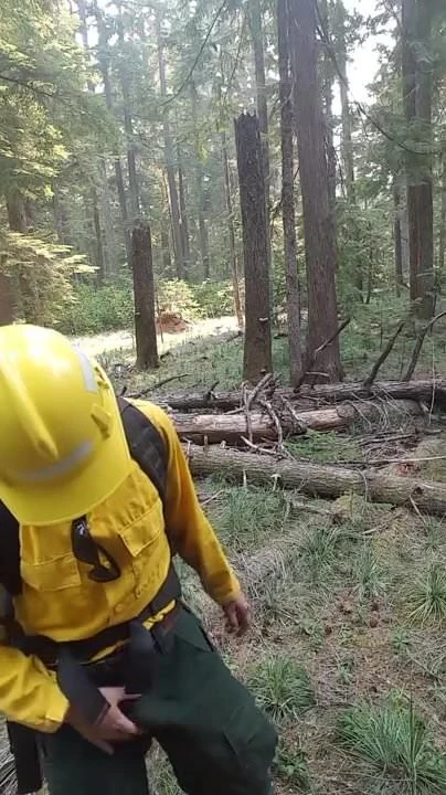 A worker in the wood