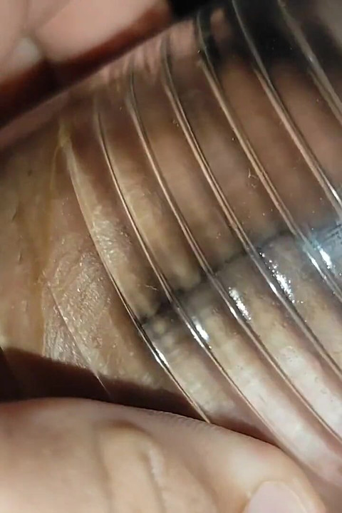 パパが檻の中のペニスに極限の圧力をかける