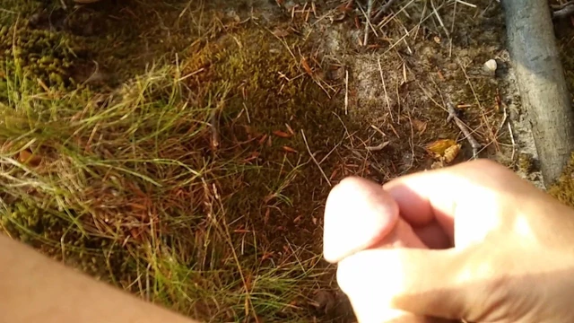 Wood