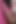 Sloppy Fuck, My Cock Is Thinking About His Sissy