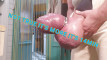 Pregled videozapisa