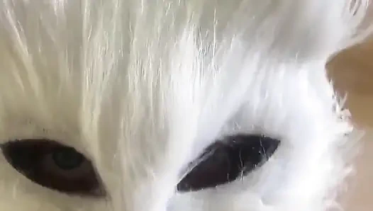 Today I'm a Naughty Kitten Who Wants Milk