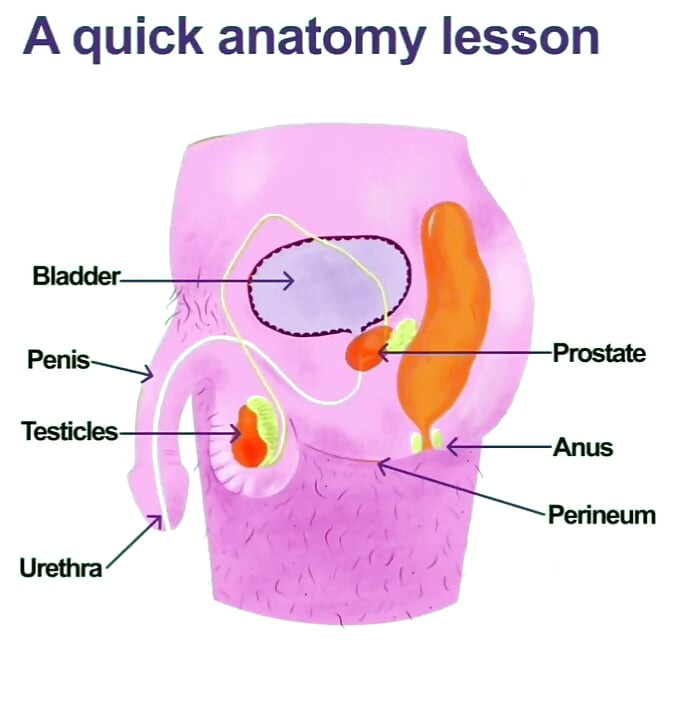 Prostata Orgasams Anal