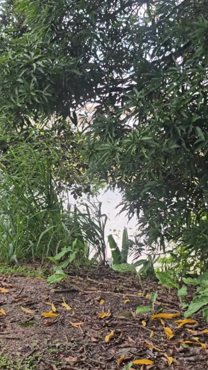 Is there a bad wolf in this dangerous bush rsrsr | Clip 1