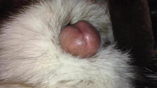 fox fur stroke