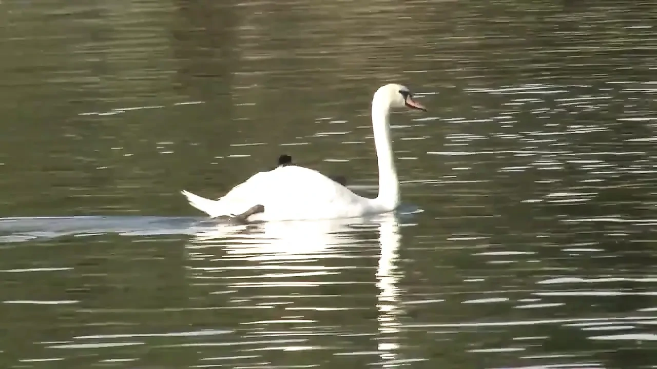 Alice Frost,chad Diamond - blonde,blowjob