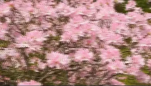 Flora