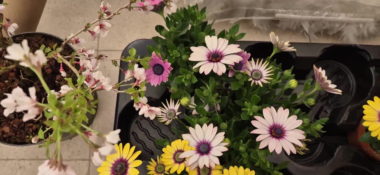 给我邻居的鲜花和精子的小礼物