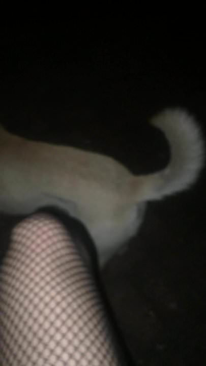 Çorapta köpek yavrusuyla oynamak