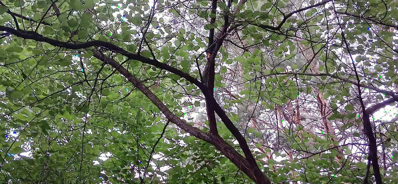 Our Third Girlfriend Keeps Watch in the Park so No One Catches Us Having Sex