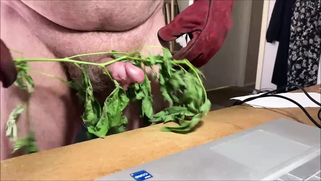 Stinging Nettles CBT