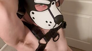Alfa pup gooner trening