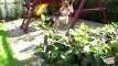 Video pregled