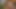 Mädchen im Westen, behaarte Amateur-Muschi mit Amateur-Dildo sickert weiter