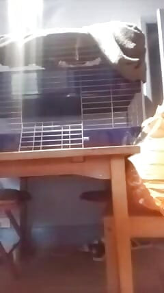 Orinar En La Mesa De La Cocina - Compilación (7 Clips)