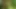 Wanking in the Woods