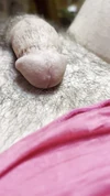 Video pregled