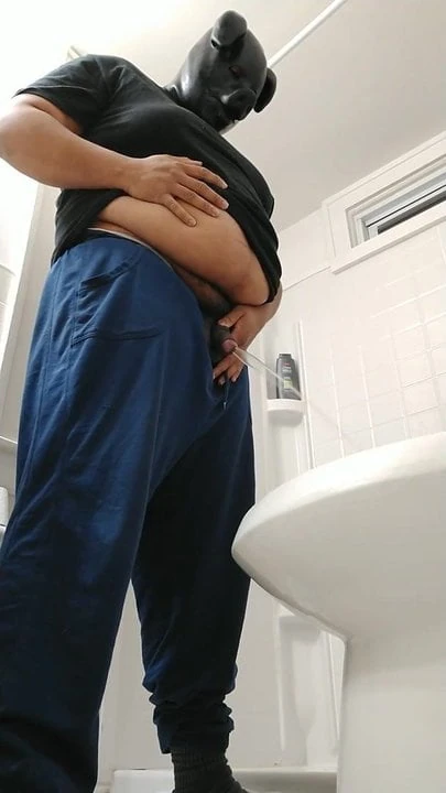 Pig taking piss break