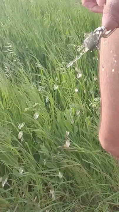 Outdoor walking and pissing locked in chastity device with urethral plug | Clip 1