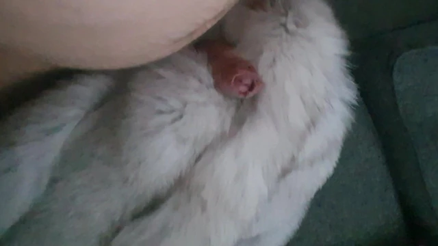 fox fur play