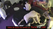 Pregled videozapisa