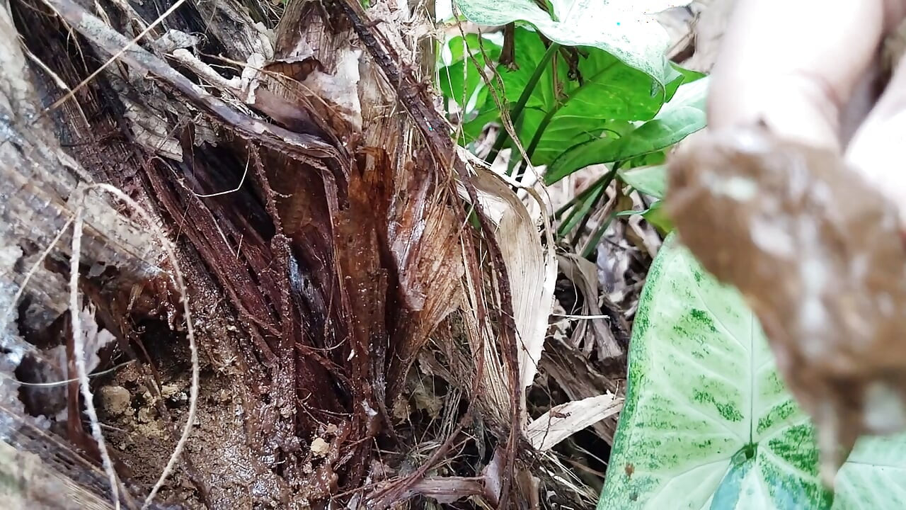 Banana Tree with a Dirt Dildo