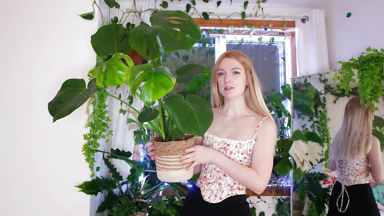 我在圣诞节得到的植物