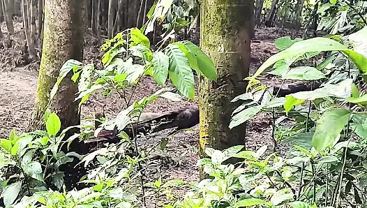 Keindahan diam-diam di tamanku