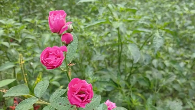 农村热辣男孩和女孩性爱故事孟加拉语