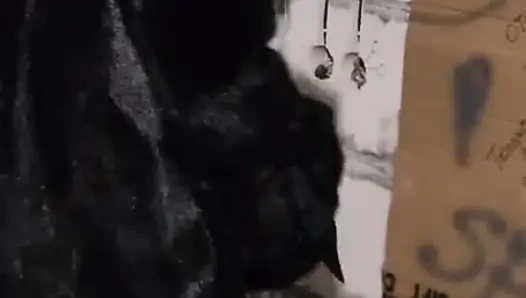 Gloryhole di lokasi konstruksi. Dialog.