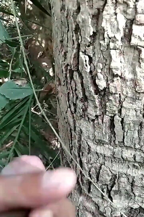 Köyde açık havada büyük sert yarak mastürbasyonu