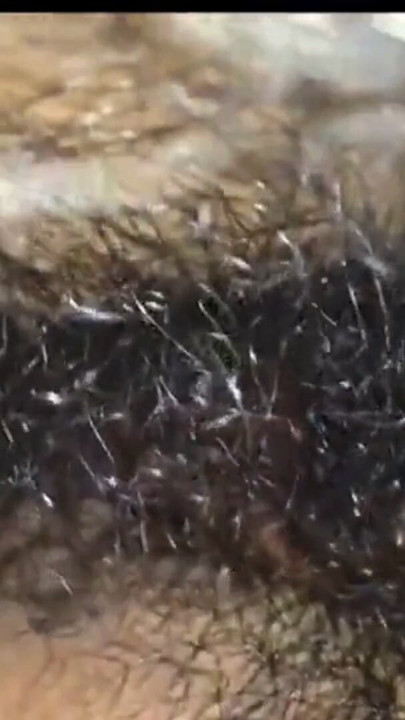 Hairy pussy and big pinus porn | Clip 1