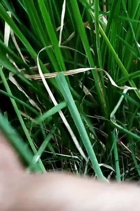 Masturbação no campo em punheta indiana ao ar livre
