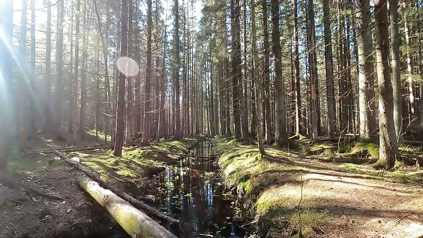 nature 2 video