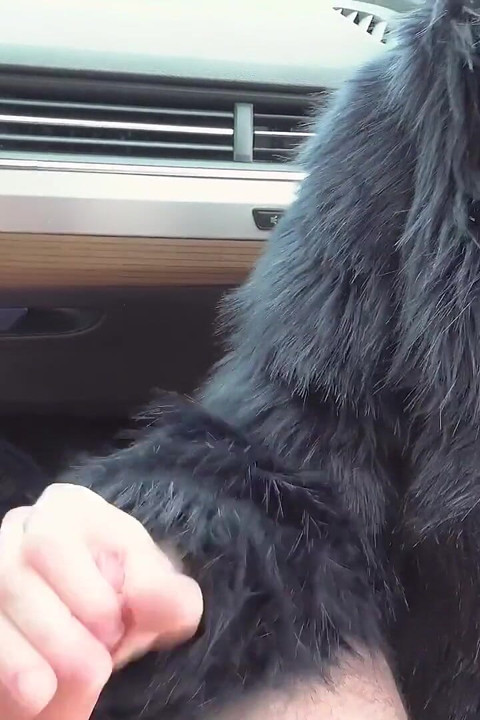 Nuestro miembro se folla a una chica de la calle