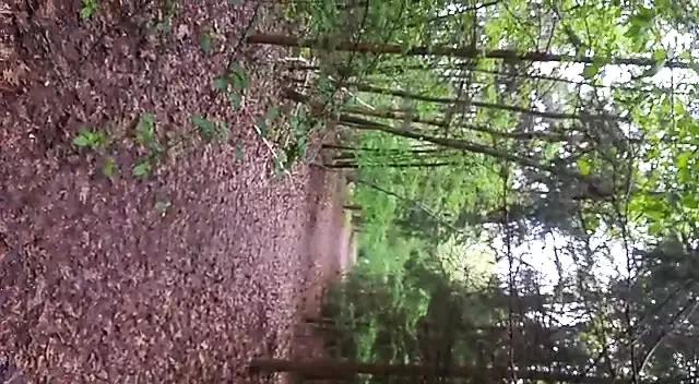 outdoor cum