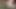 ノミは床に押し付けられ、それ以上の動きをした