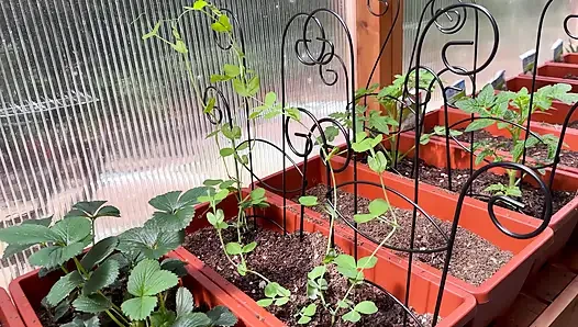 Spring Greenhouse Tour