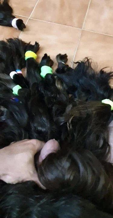 Hairplay  ponyplay ponytail fetish hair job hairjob