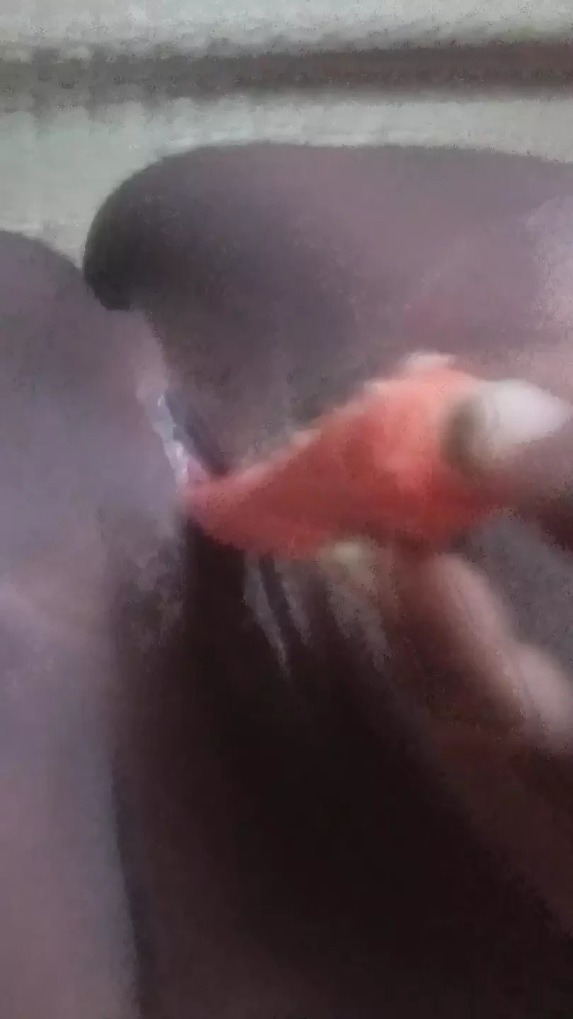 泰米尔年轻女孩享受独奏表演。