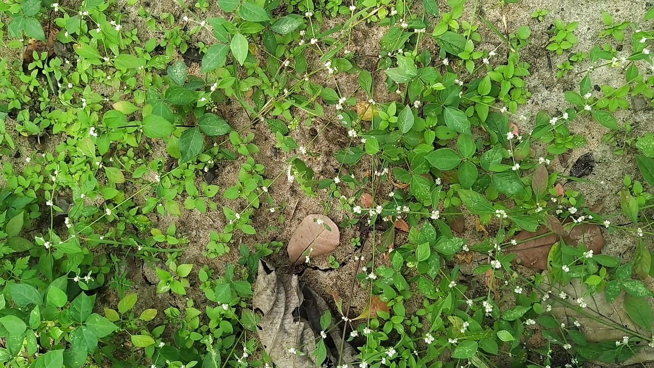 desi tribal arbetare doggy sex med gårdsägaren