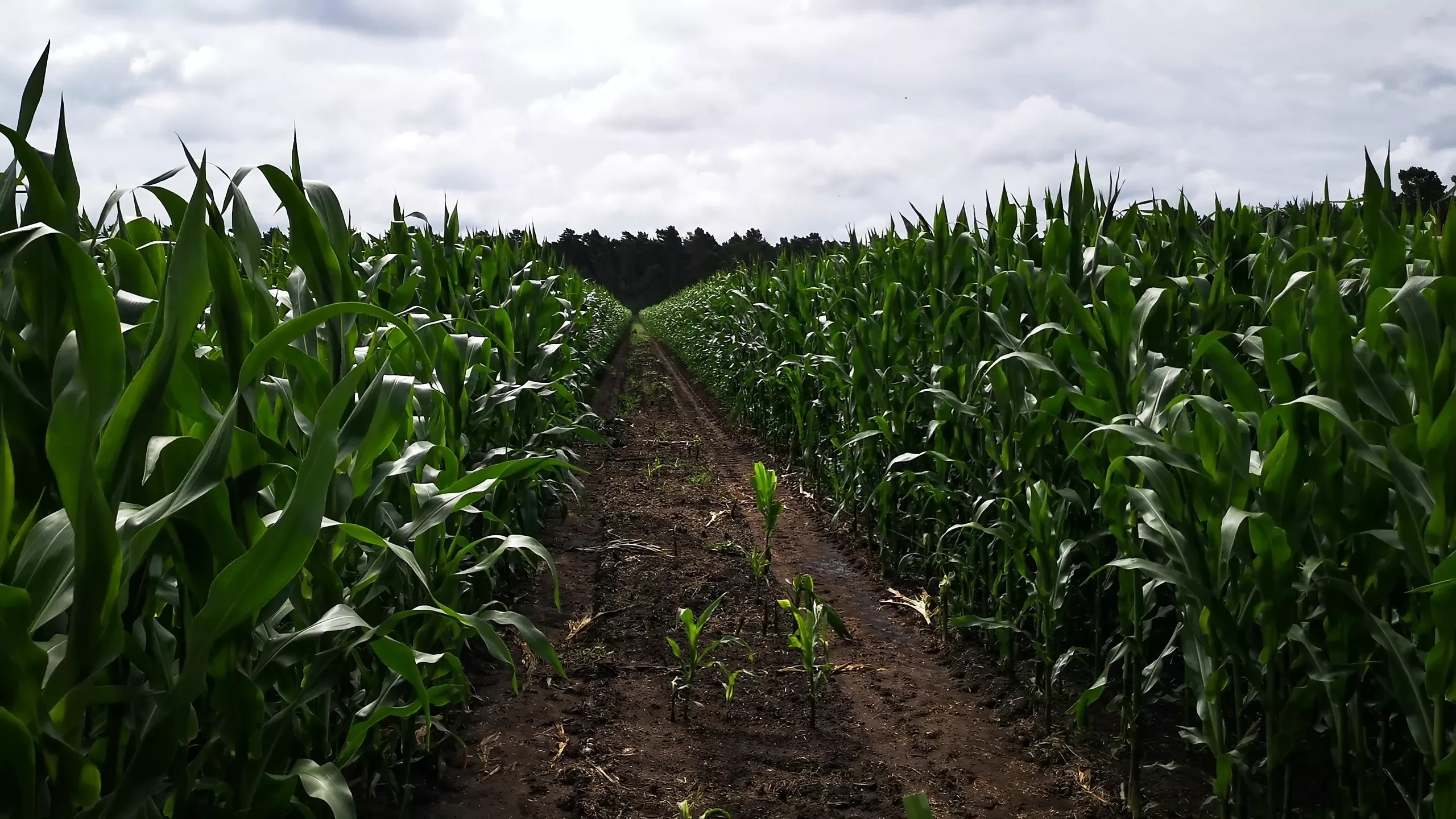Slap my tits in the cornfield