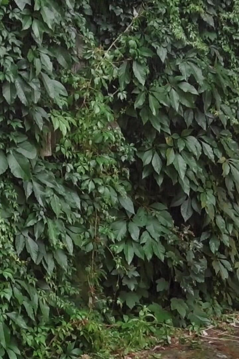 The Rubber Gardener 12 Thunderclap Cum Shots