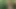 A walk in woods with miss Tygra nude.