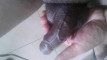 Pregled videozapisa