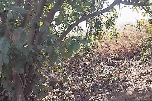 Jungle mein jakar sex Kiya desi Ladka
