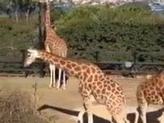 Австралійські школярки подорожують зоопарком