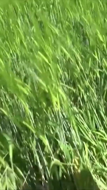 Emotional moment from "German College Teen Seduce to Fuck Outdoor in MMF Threesome"