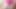 Tudung Pink Tetek Gedebak