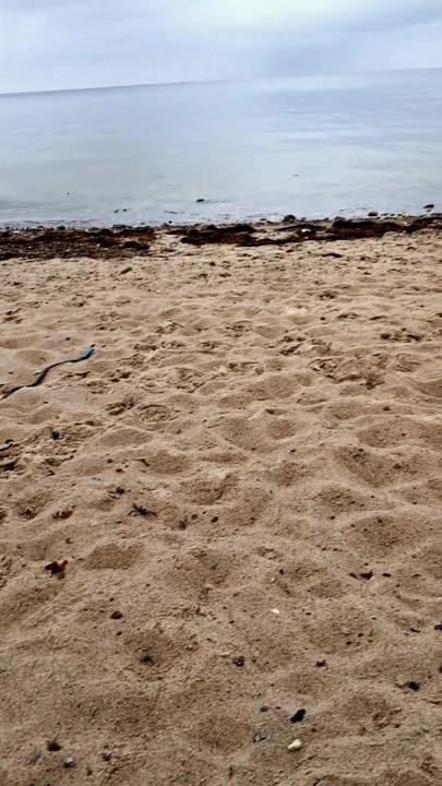 Penis humiliation at the nudist beach. Ball stretcher for my full, heavy balls and a spiked ring for my soft, loser dick.